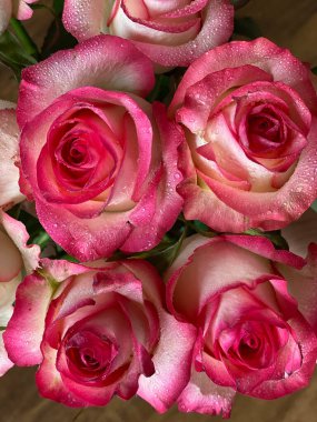 Çiyin içindeki güzel güllerin arka planı