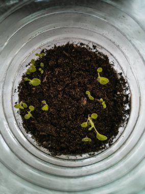 Genç filizler ekmek için yetiştirilir.