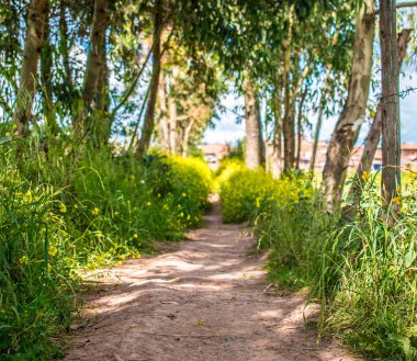 Ağaçların ve çiçeklerin yanındaki toprak yolda.