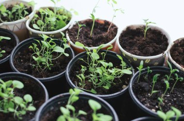 Petunya tohumları ve kadife çiçekleri mutfak penceresinde.