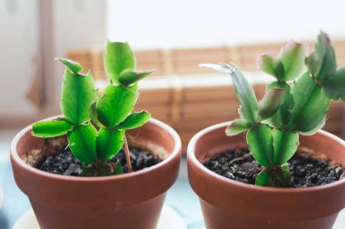 Pencere kenarındaki saksılarda genç Schlumberger bitkileri