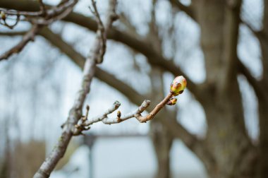Baharda kestane dalında büyük tomurcuk, bulanık ağaç arkaplanı