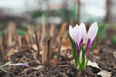 Beyaz ve mor timsahlar. Çuha çiçekleri Nisan 'da açar