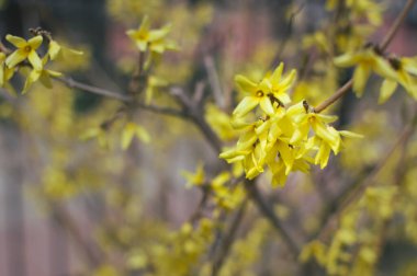 Çiçekli Forsythia çalısı. Sarı küçük çiçekler