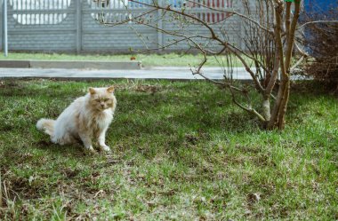 Yumuşak, evsiz, kirli kedi baharda ağacın yanındaki çimenlerde oturur.