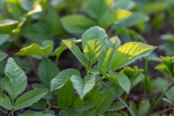 Aegopodium Podagraria Gemalen Vlier Behoort Tot Wilde Kruiden — Stockfoto