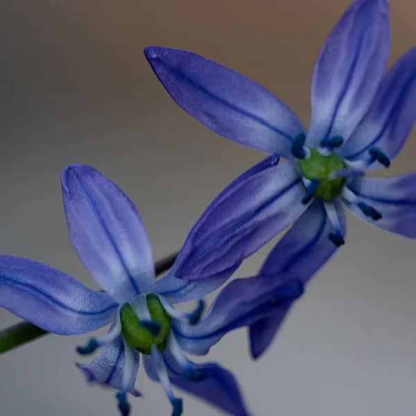 Närbild Ömma Blommor Blå Våren Scilla Siberica — Stockfoto