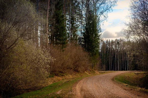 Estrada Sujeira Que Passa Através Das Florestas Letãs Pôr Sol — Fotografia de Stock