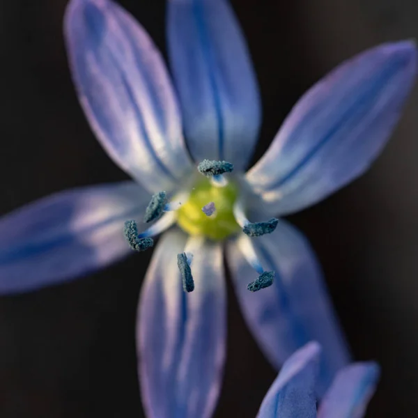 Närbild Ömma Blommor Blå Våren Scilla Siberica — Stockfoto