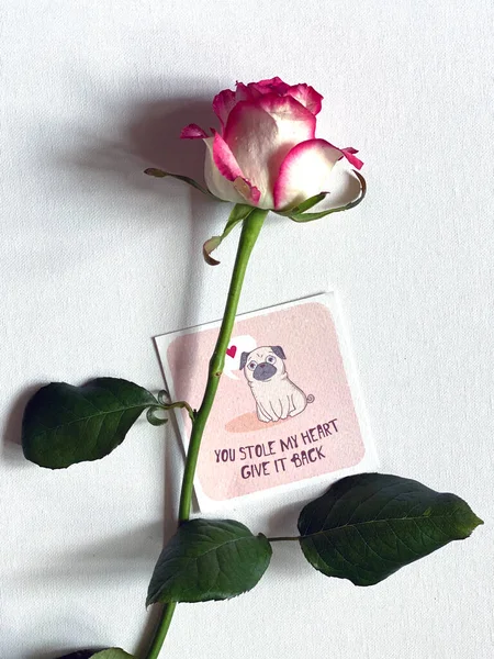 Declaración Amor Rose Con Una Postal Rosa Sobre Fondo Blanco —  Fotos de Stock