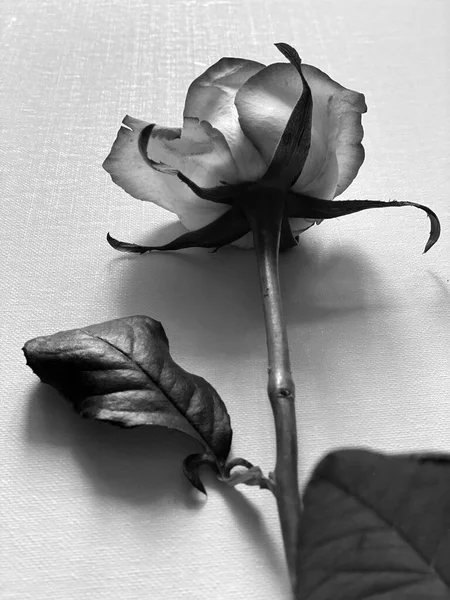 黑色和白色的玫瑰 桌上的玫瑰 — 图库照片