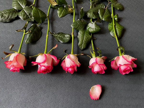 Cinco Rosas Pétalo —  Fotos de Stock