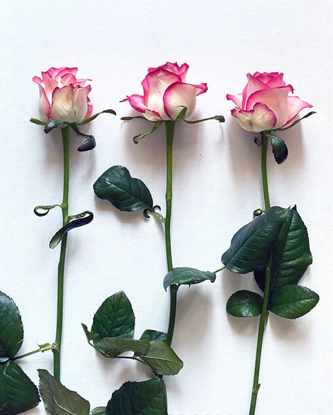 Tres Rosas Sobre Fondo Blanco —  Fotos de Stock