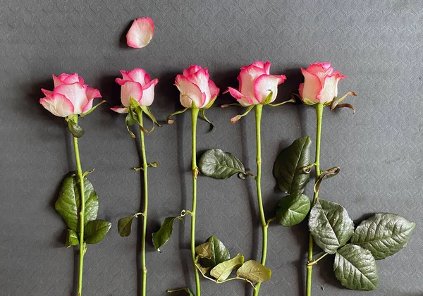 Rosas Rosa Localizadas Uma Após Outra Uma Pétala Acima Deles — Fotografia de Stock