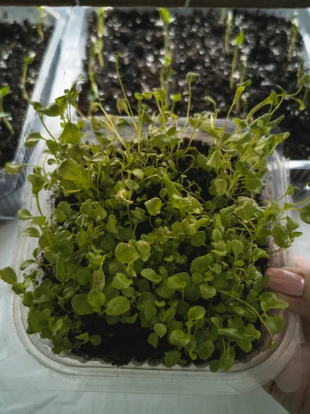 Üvegházakban Termesztett Növények — Stock Fotó