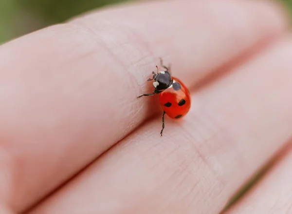 Macro Uğur Böceğini Insan Elinin Üzerine Kapat — Stok fotoğraf