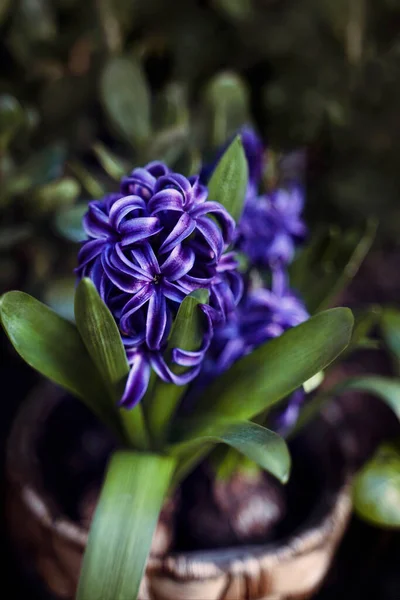 Фиолетовые Гиацинты Цветы Горшке — стоковое фото