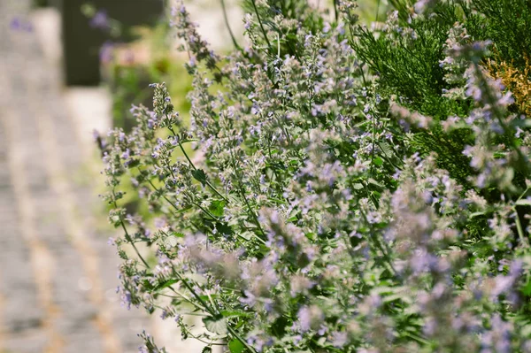 Lavendelzweige Blütenhintergrund Grün Und Lila — Stockfoto