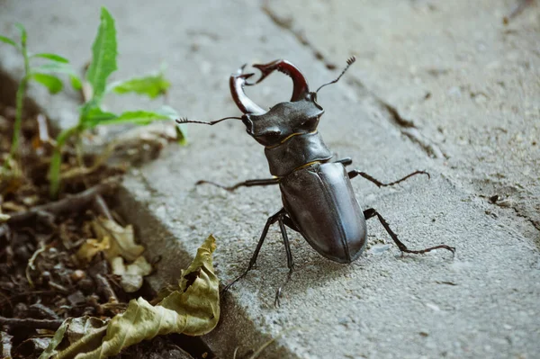 Escarabajo Ciervo Macho Grande Acera —  Fotos de Stock