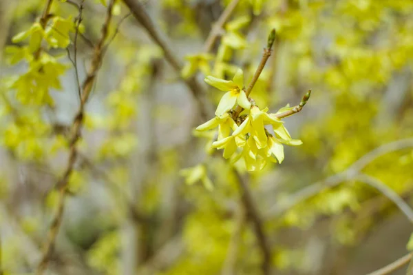 Floraison Forsythia Arbuste Petites Fleurs Jaune — Photo