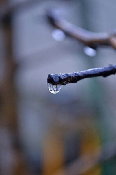 big water drop on the edge of branch after rain