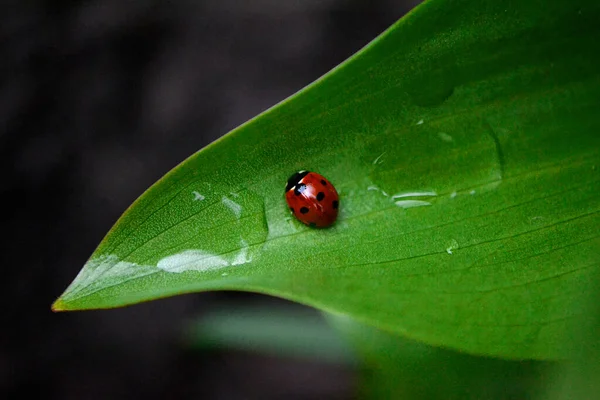 Yağmurdan Sonra Yaprağın Üzerinde Oturan Uğur Böceği — Stok fotoğraf