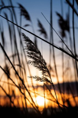 Gün batımında arka planda kalan yabani bitkilerin yakını