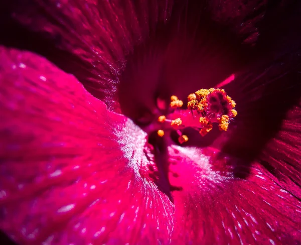 Bir Jamaika Çiçeğinin Polenine Yaklaş — Stok fotoğraf