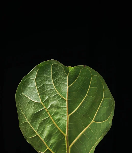 Fiddle Leaf Fig Textura Volver —  Fotos de Stock