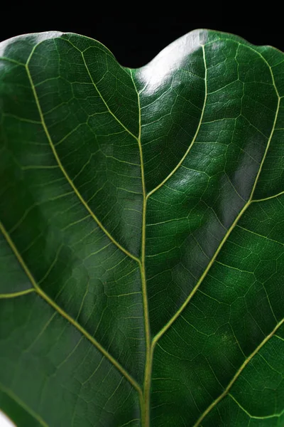 Fiddle Leaf Fig Textura Frente —  Fotos de Stock
