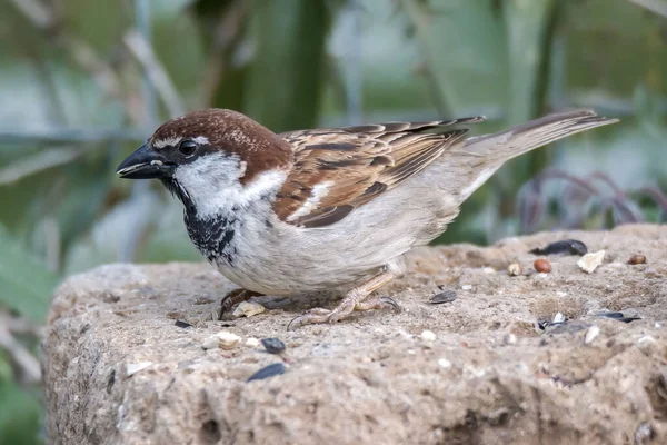 Passero Che Riposa Tronco Mangiare Mattino — Foto Stock