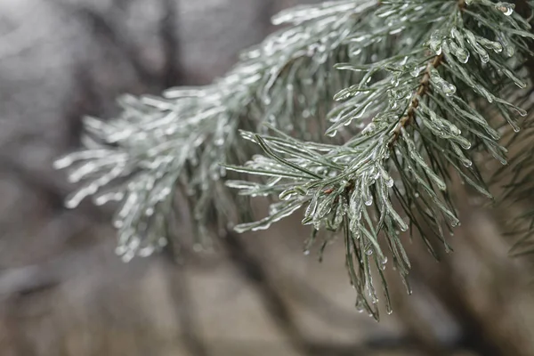 Eiskiefernnadeln Auf Verschwommenem Hintergrund — Stockfoto