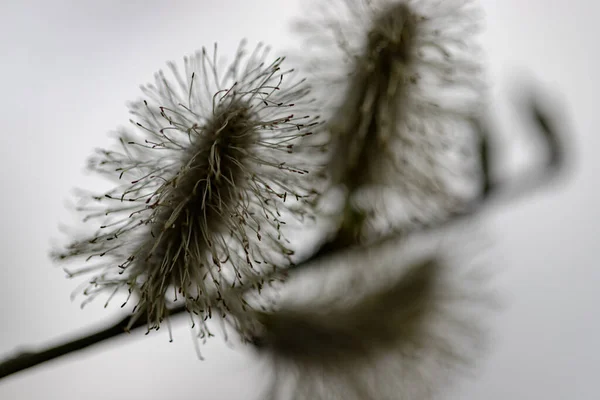 Pąki Wierzby Salix Caprea Kwitnące Wiosną — Zdjęcie stockowe