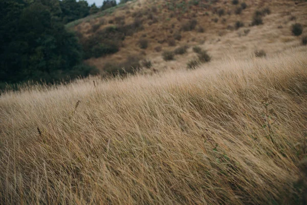 Close Dry Grass Field Mountain — Stock Photo, Image