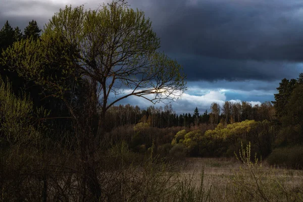 Густий Барвистий Ліс Хмарним Драматичним Небом — стокове фото