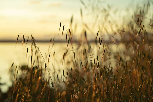 Wilde Planten Buurt Van Natuurlijke Vijver Gouden Uur — Stockfoto