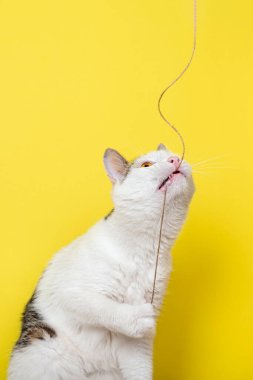 Sarı arka planda ince iple oynayan komik kedi.