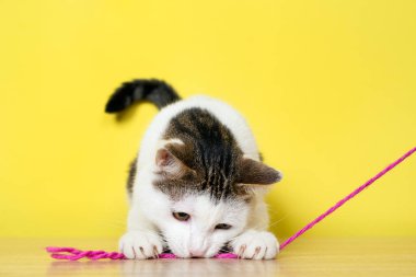 Sarı arka planda pembe ince iple oynayan komik kedi.