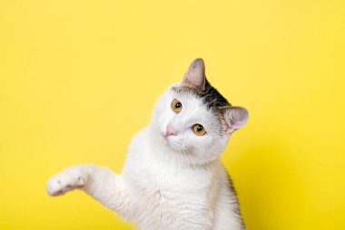 Komik kedi oynuyor ve kedi pençesiyle bir şey yakalıyor.