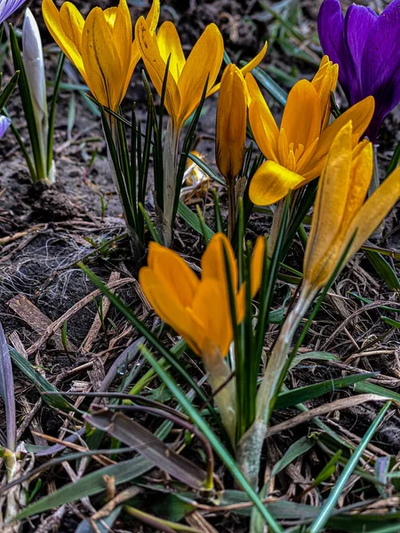 Gelbe Krokusse Garten — Stockfoto