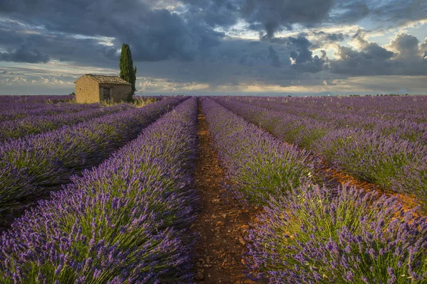 Lavender field in bloom, Plateau de Valensole, Provence, France