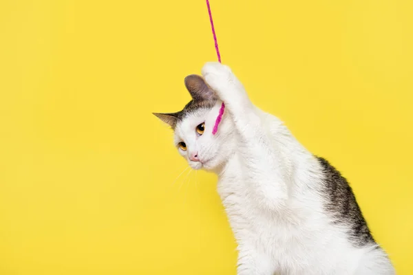 用黄色背景隔离的粉红细绳玩耍的猫 — 图库照片