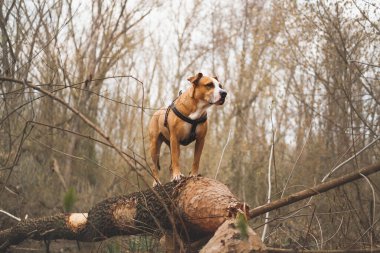 Doğa parkında ağaç kütüğünde duran köpek, yürüyüş sahnesi.