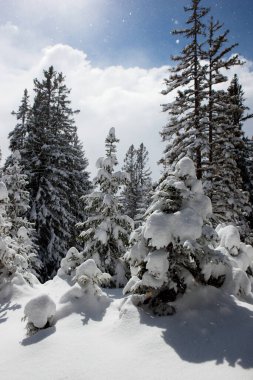 Dokunulmamış romantik kar kaplı orman