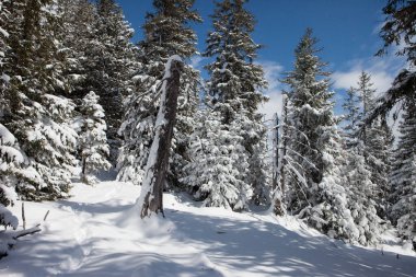 Alplerdeki romantik kar ormanları
