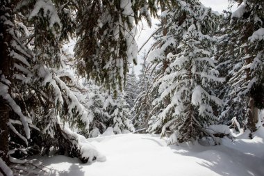 Karla kaplı ormandaki açıklıklara bakıyorum.