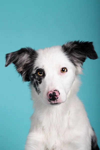 Estudio Retrato Perro Encantador Borde Collie Aislado Sobre Fondo Azul —  Fotos de Stock