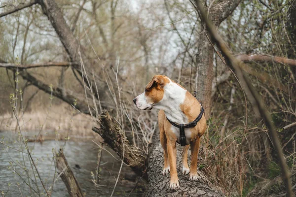 Pies Stojący Drzewie Przy Rzece Spacerujący Scenie Zwierzętami — Zdjęcie stockowe