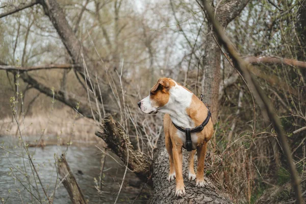 Cane Piedi Albero Tronco All Aperto Vicino Fiume Escursioni Animali — Foto Stock