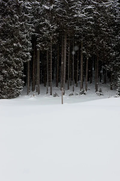 Neve Caindo Frente Floresta — Fotografia de Stock
